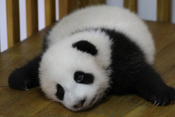 giantpandaphotos:  Jiao Qing at the Chengdu