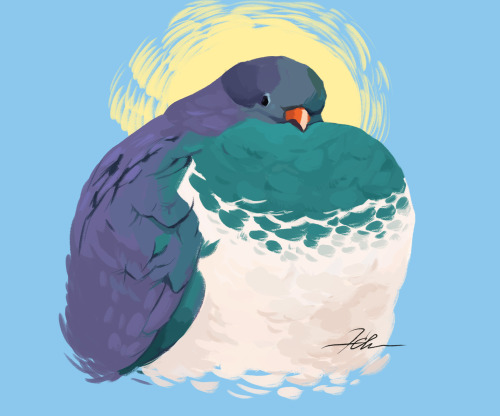 I saw an image of a Fat Kererūwhen looking up images of Fat Pigeons.. and found this majestic beasts