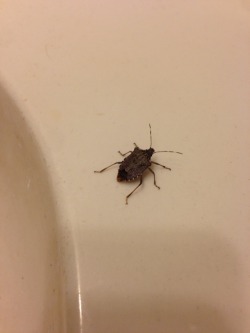 best-of-funny:  potato-tots:  potato-tots:  potato-tots:  potato-tots:  potato-tots:  a bug has infiltrated my bathroom I’ve decided to name it Jim   Jim walks the not-so-red carpet you’re a star, Jim  Jim edorses oral hygiene  Jim doesn’t even