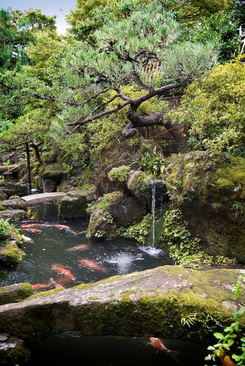 Japanese pine tree, koi pond and mossy stone bridge in Japanese garden By : ORAZ Studio