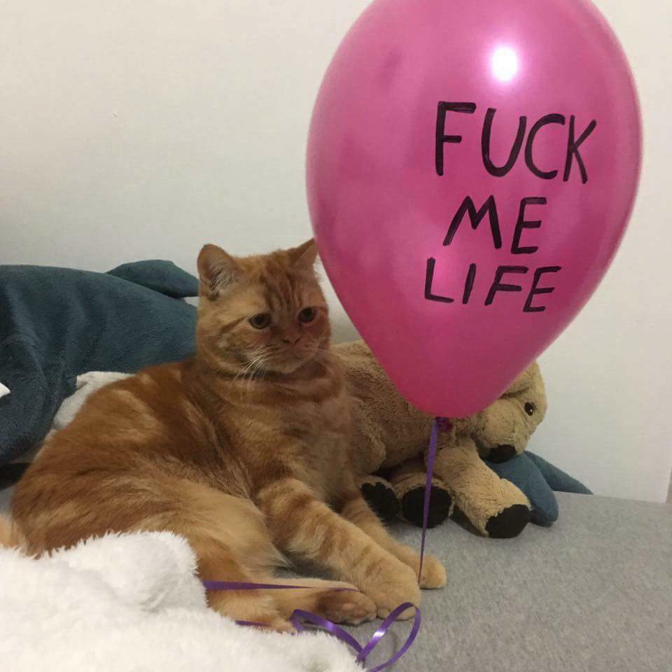 drawendo:Relatable cat edit 