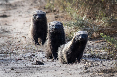 The Lesser Grison (Galictis Cuja) Is A Species Of Mustelid From South America. Lesser Grisons Have A