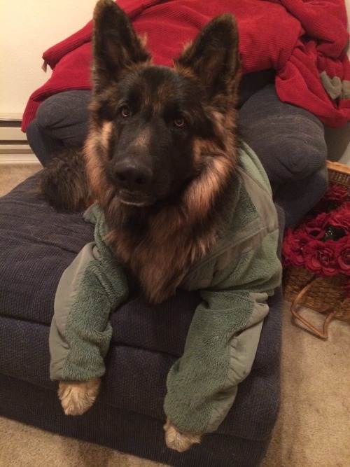 birdyally:  inhellwithtaylor:  inhellwithtaylor:  Last night my dog decided to chew the zipper off this jacket so I made him wear it. What I didn’t plan on was him enjoying it.  birdyally  Omg