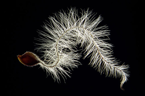 ohscience:Darkfield photos of seeds by Viktor Sykora, including carrot seeds (photo 3) and bird of p