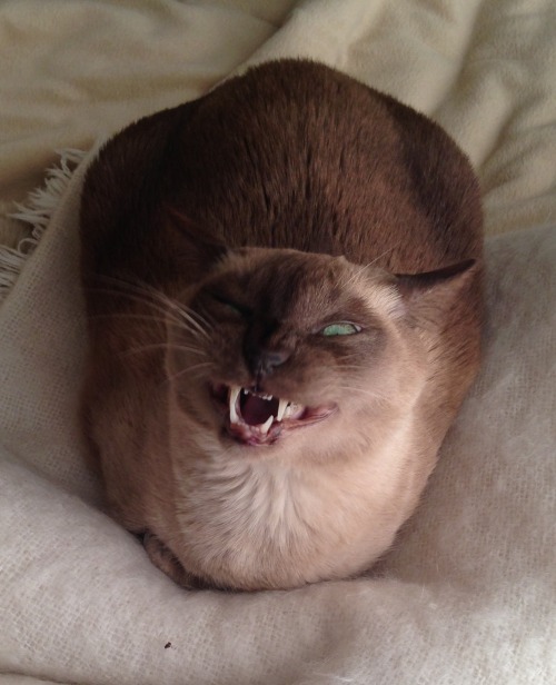 eenvy: This is my cat yawning. You&rsquo;re welcome