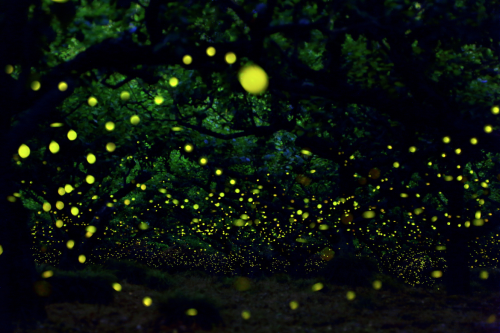 awkwardsituationist:photos by yume cyan of fireflies in timelapse from a forest outside nagoya city,