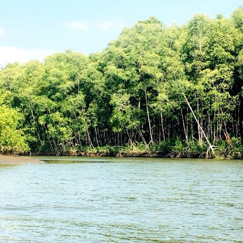 miakodanewyork: good morning #costarica #travel #travelstyle #inspiration #mangroves #rainforest #ju