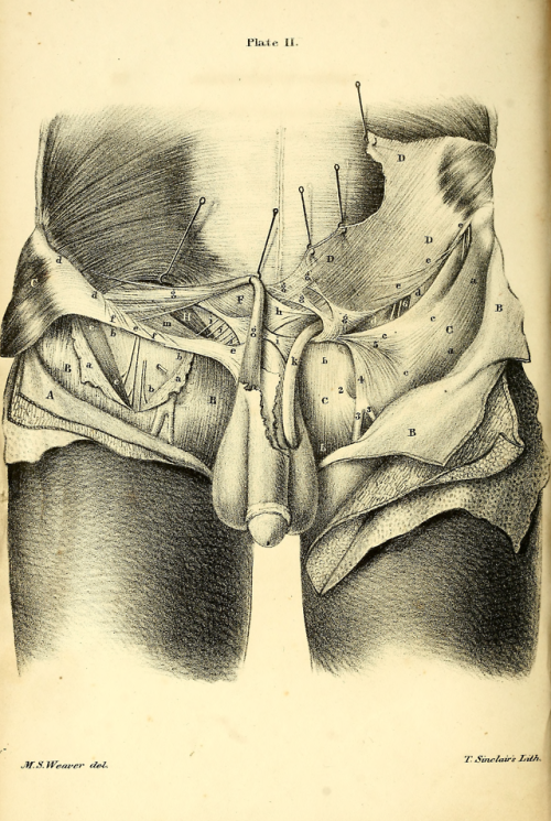 Plate II. Drawings of the anatomy of the groin; with anatomical remarks. 1844. 