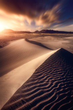 souhailbog:    Golden Dunes    | © Photographer