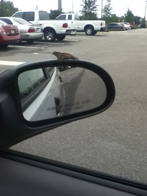 intimateaff3ction:  hacheload:  durbikins:  For the past two days, this little dinosaur has been hitchhiking on my side mirror. And every time I go back to my car, he’s just chilling on top of the mirror, ready to go.  The dude’s hella confused though.