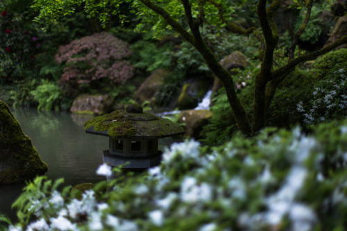 lobo-de-luna:Portland Japanese Garden5-19-14