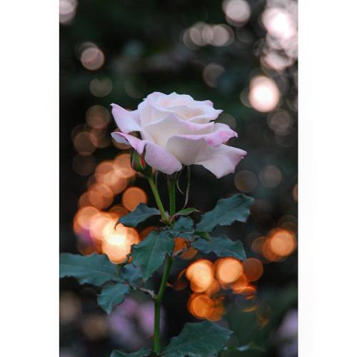 最近 玉ボケにハマってます… 夕陽の玉ボケ入りました！ #秋バラ #玉ボケ #flower #rose #薔薇 #横浜イングリッシュガーデン (横浜イングリッシュガーデン)