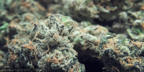 weedporndaily:  Girl Scout Cookies