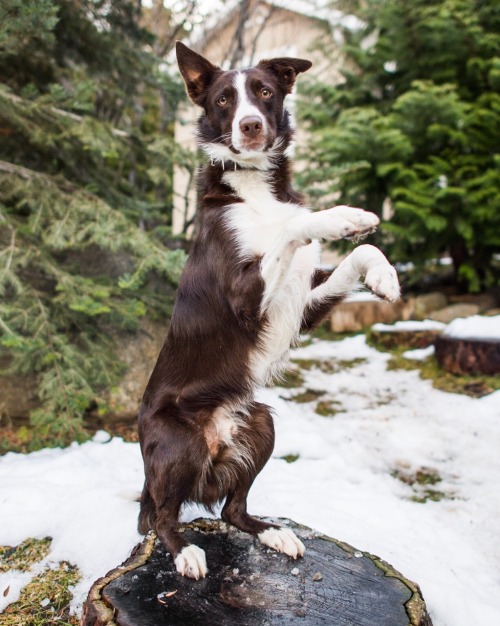 thedogist:Spartacus, Border Collie (1.5 y/o), Truckee, CA • “He’s a trained search 