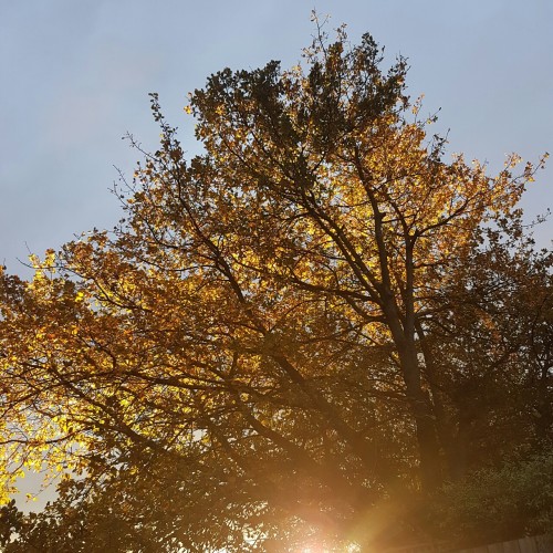 shadowkingsley: Here’s some photos i took of the moon tonight, and some of the sublime sunset 