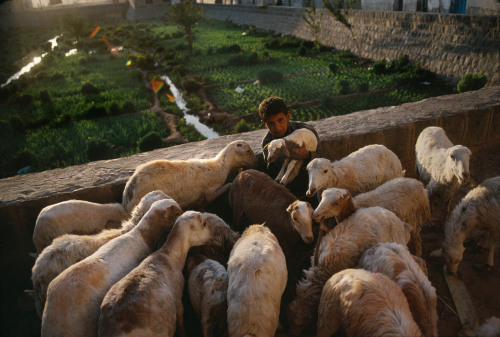 unearthedviews: YEMEN. Sanaa. Gardens cultivated in the middle of the city. 1995. - HG/Magnum Photo