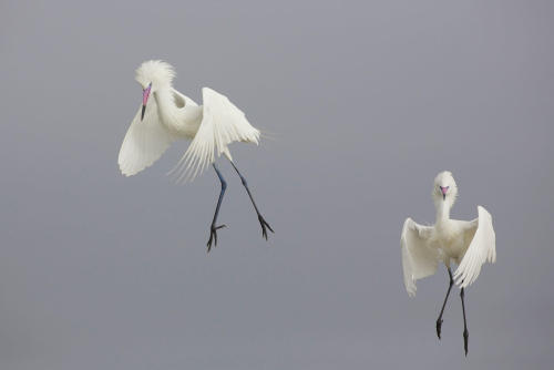  Reddish Egrets Nate Chappell