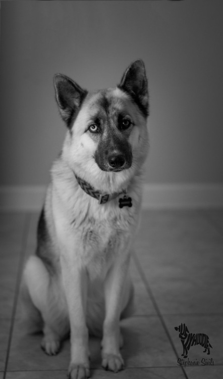 huskyhuddle:March Photo Challenge Day 7: Black and WhiteLet me tell you a thing.Noodle, our street d