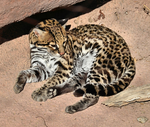 wrotten:  Ocelot 