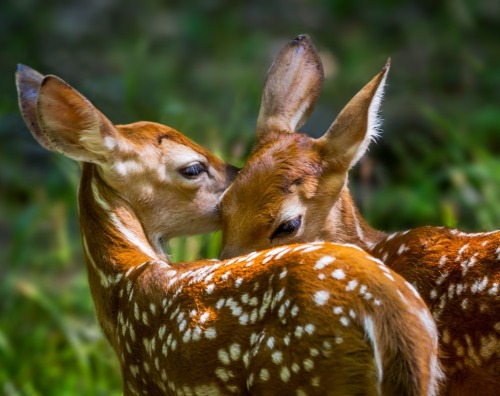 Porn photo beautiful-wildlife: Fawn Twins by Jeff