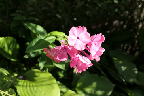 Phlox paniculata — garden phlox