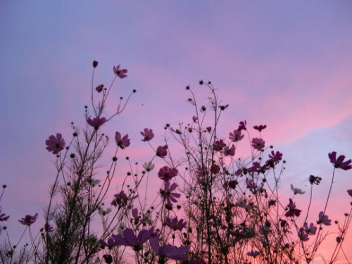 pink clouds