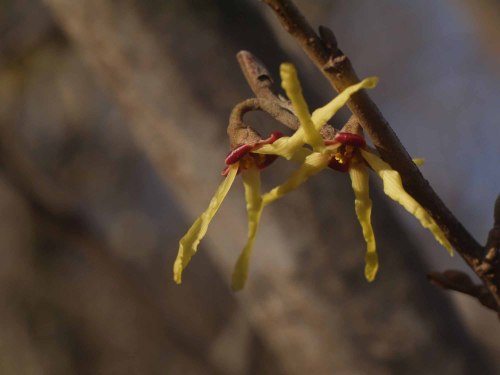 Early flowers in spring:   Hammamelis japonica var. obtusata