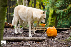 wolveswolves:  A wolf at Woodland Zoo opens