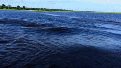 A hippo charges a boat on the Chobe River in Botswana. (From this video.) Hippo Facts: Hippos can ru