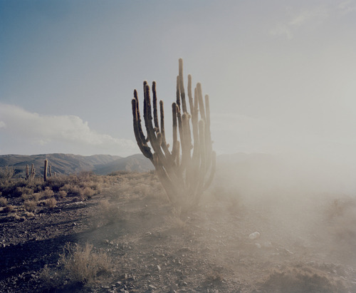 notesondesign:  Dust &amp; Cacti 