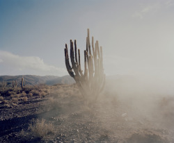 notesondesign:  Dust & Cacti 