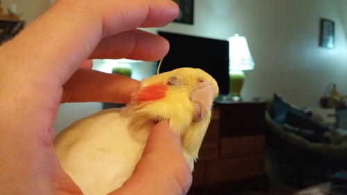horatioandalice:  You know you’re doing scritches right when you get the bird yawns.