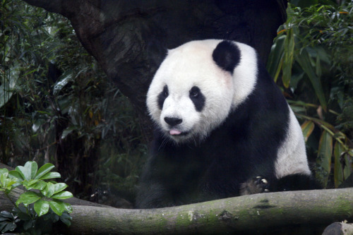 giantpandaphotos:  © Wistine. 