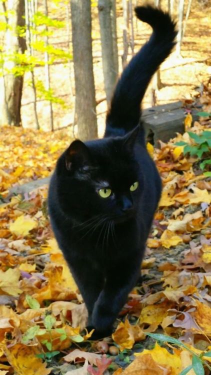 awesome-picz:Panthers Are Just XXXL Sized Black Cats.