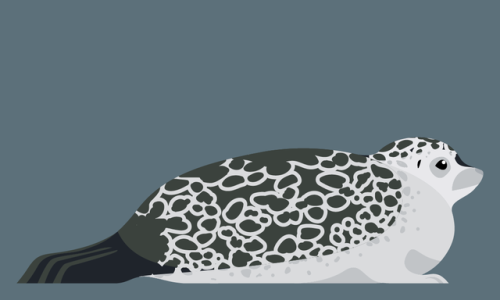 Pusa hispida - Ringed Seal