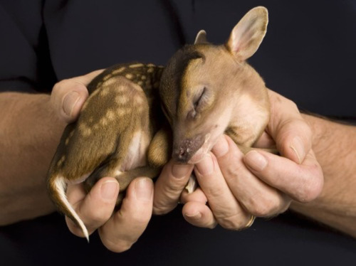 ihopeheboughtyouroses:  brokenunderstars:  No one ever said babies weren’t cute.  Seal, Fawn, Owl, Pigglet, Fox-pup, Sloth, Polar bear cub, Bunny and dolphin. (young babies)  Get the fuck OUT THAT BABY SEAL AAAAHAHANDIAYAnam ugh 