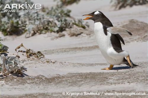 I’ve said it before and I’ll say it again:penguins trying to run is one of the silliest 