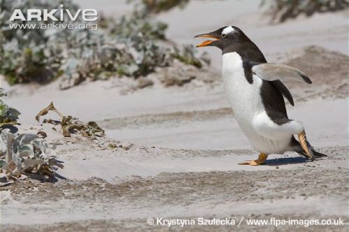 I’ve said it before and I’ll say it again:penguins trying to run is one of the silliest sights on th