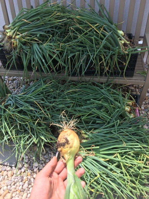 HUGE harvest of sweet, sweet onions!