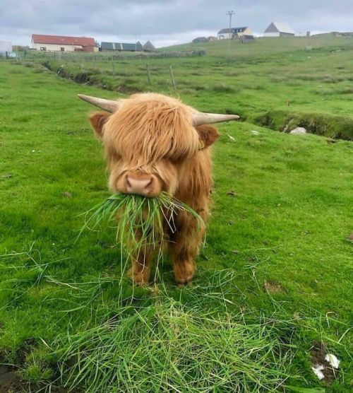  Adorable Cows That Might Uplift Your Moo-dFluffiest Cow Photographer: dobbyisafreepup 