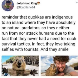 oh to be a quokka on an indigenous island with no... - Tumbex
