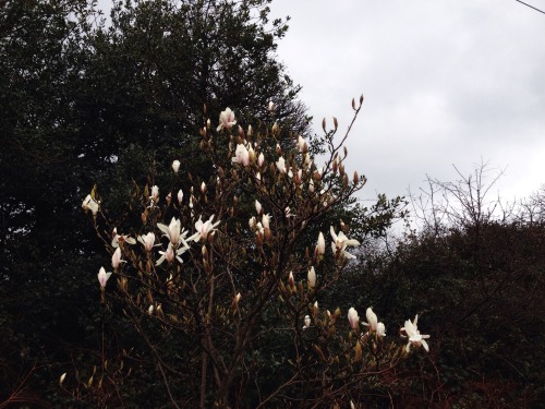 Wicklow, Ireland (March 2016) | Suzanne Lynch | instagram | flickr (please do not remove credit/link