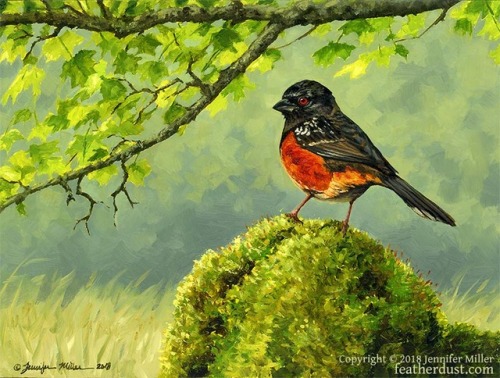 &ldquo;Spotted Towhee (Chuck&rsquo;s Towhee)&rdquo;, 6&quot;x8&quot; Oil on pane