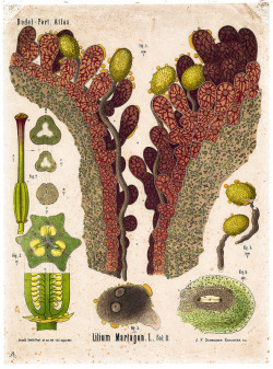 Arnold &Amp;Amp; Carolina Dodel-Port. The Dodel-Port Atlas (Stigma And Pollen Tubes