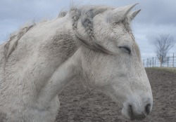 coltre:I’ve met the loveliest horse today