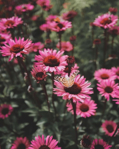 Instagram | Thewildwoodmoth