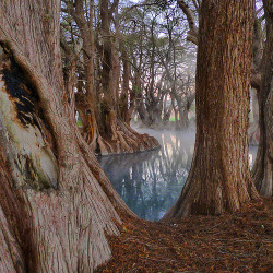 lindseyabbott:Morning Mist, Michoacan, Mexico