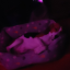 lilyfire9