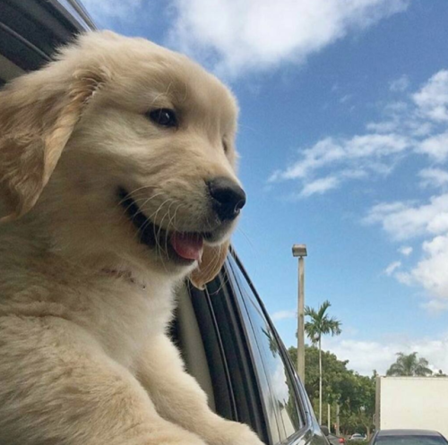babyanimalgifs:  happy pupper