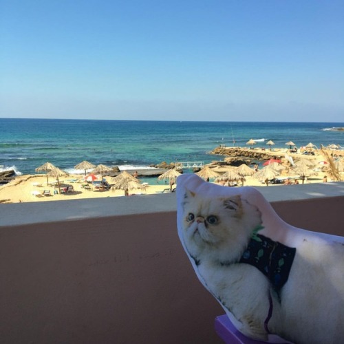 Purradise #fluffypantsdaily #beachday #lebanon #jiyeh #latergram #lazybresort #catsoflebanon #sealio